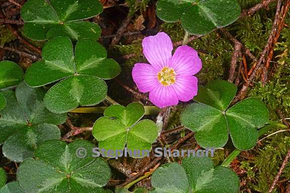 oxalis oregana 5 graphic